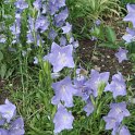Campanula persicifolia